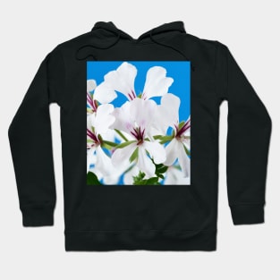 Ivy-leaved Pelargonium Hoodie